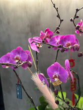 Load image into Gallery viewer, Pink Orchid Centerpiece (6 Stem)
